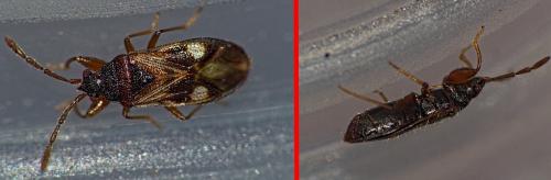 Réf. 337 236 : Tempyra biguttula